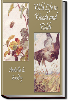 Wild Life in Woods and Fields | Arabella B. Buckley